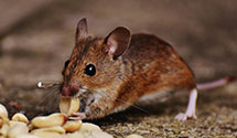 24 Hour & Emergency Exterminators in St Paul Island, AK